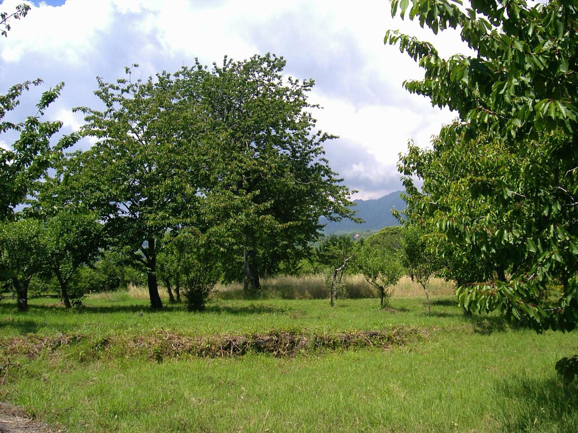 הוילה SantʼAlfio Cirasellaetna מראה חיצוני תמונה