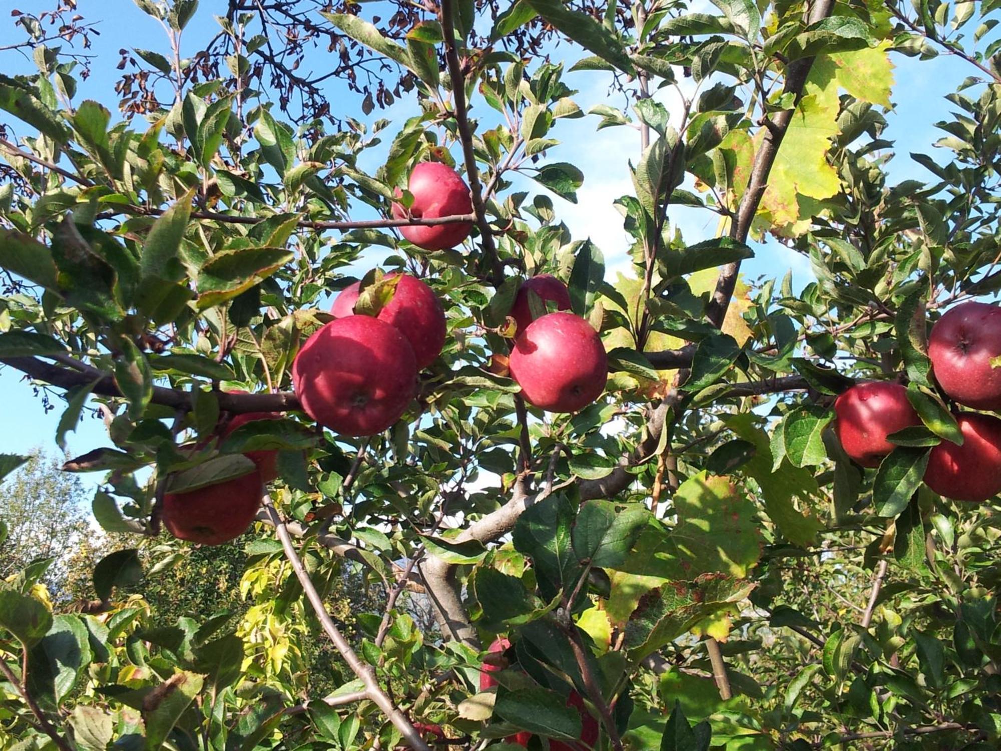 הוילה SantʼAlfio Cirasellaetna מראה חיצוני תמונה
